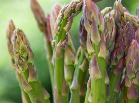 Asparagus