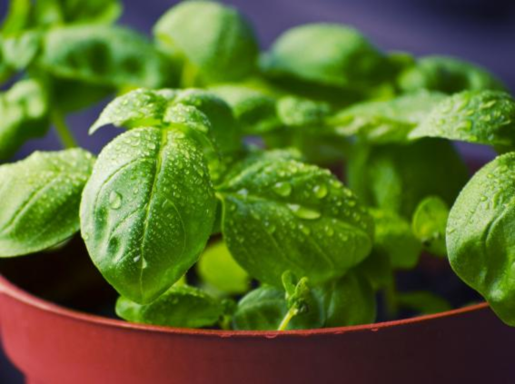 Basil plant growing