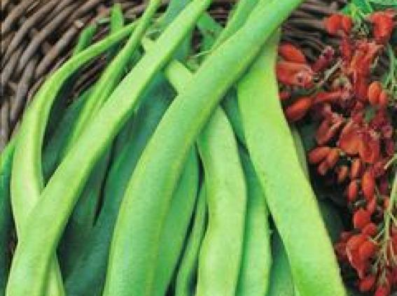 Beans, Runner