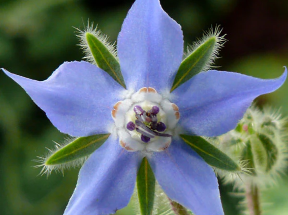 Borage