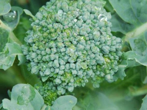 Broccoli, Calabrese
