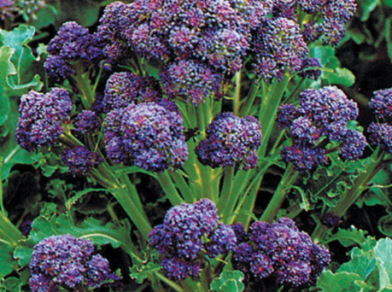 Broccoli, Sprouting