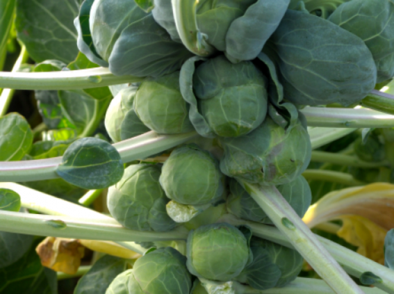 Brussels Sprouts