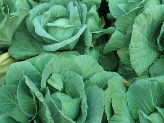 Cabbage