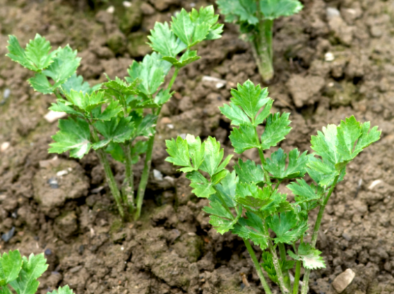 Celery