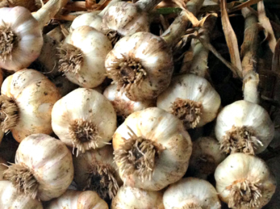 Garlic