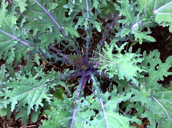 Kale