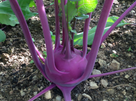 Kohlrabi