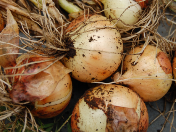 Onions