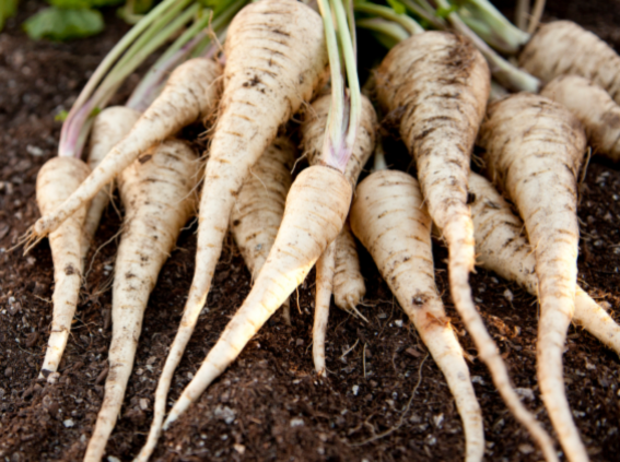 Parsnips