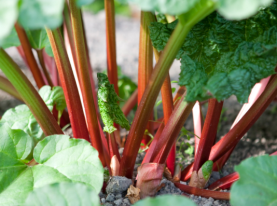 Rhubarb