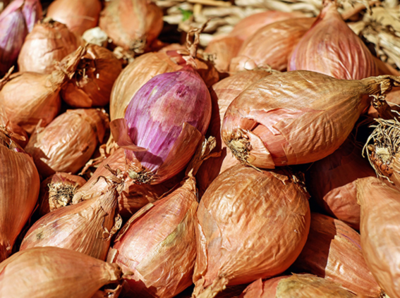 Shallots