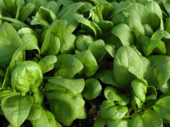 Spinach, Annual
