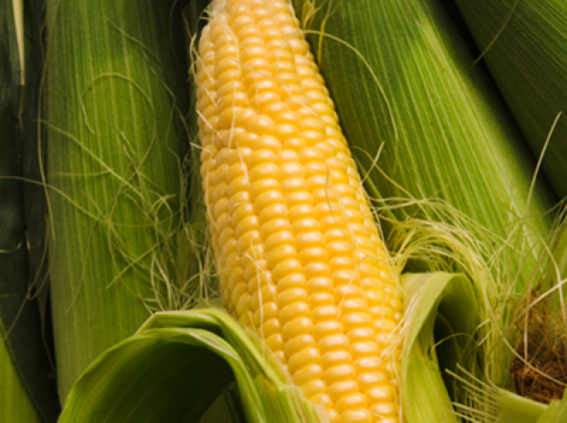 Sweetcorn