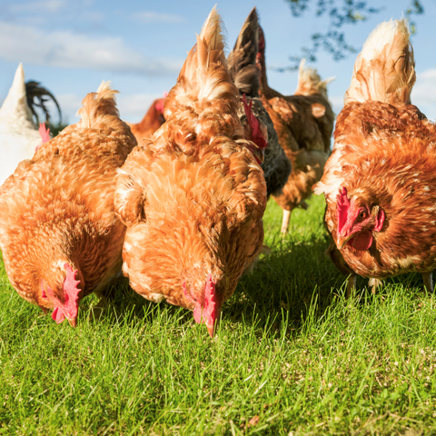 Keeping Hens at Home With Richard Mee - 24th March