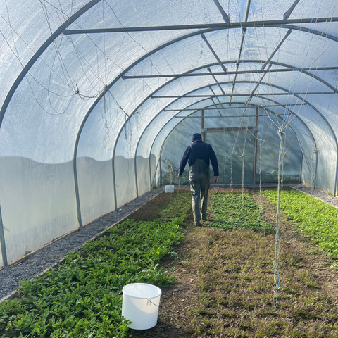 Learn Polytunnel Growing - 23rd March