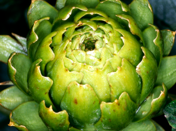 Artichoke, Globe