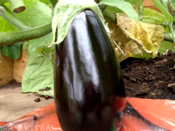 Aubergine