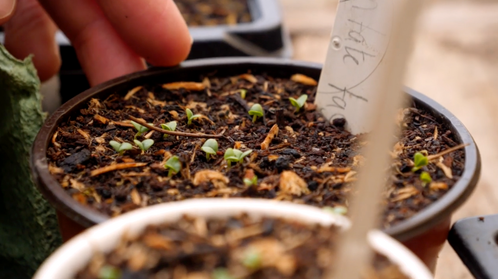 How To Cut Your Carbon Footprint By Growing Your Own Food