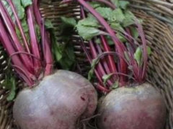 Beetroot growing