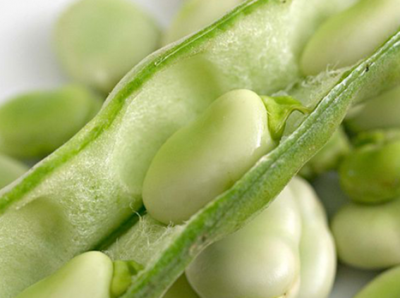 A Broad Bean in a pod