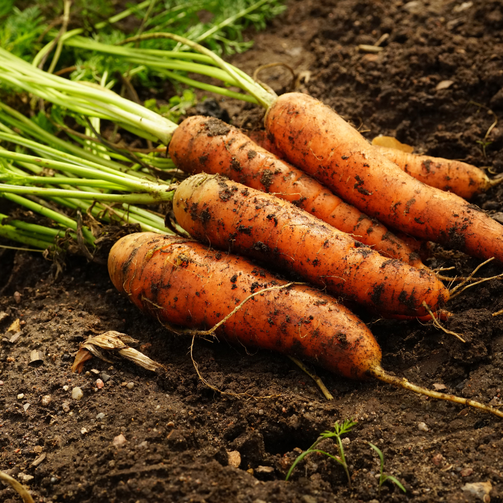 Carrots