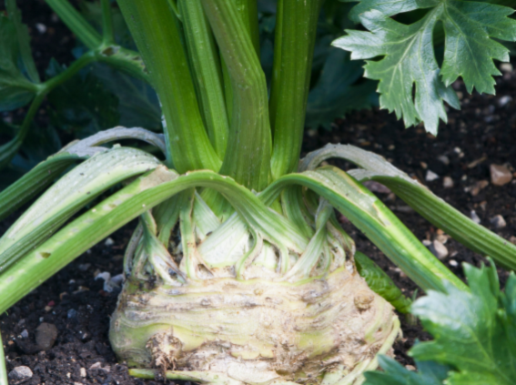 Celeriac growing in the ground