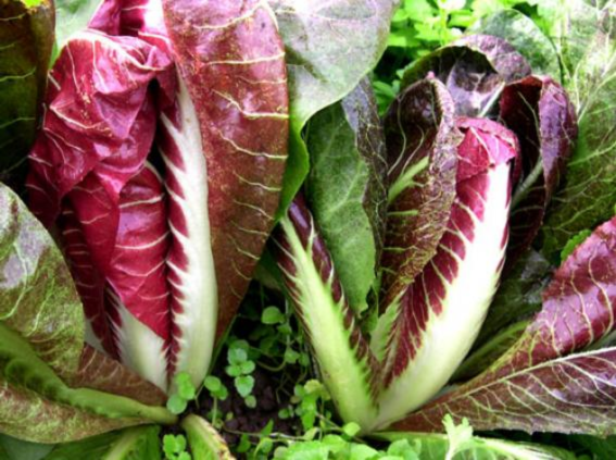 Chicory