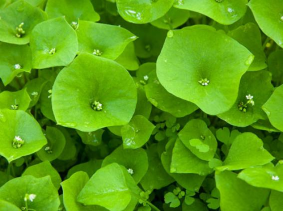 Claytonia growing