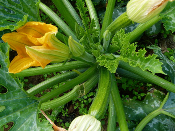 Courgette plant growing in the ground