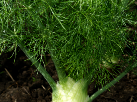 Florence Fennel growing in the ground