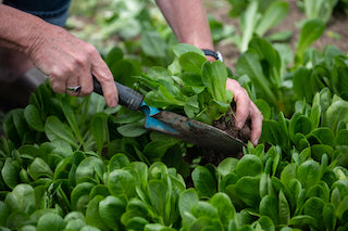 Food growing at GROW HQ