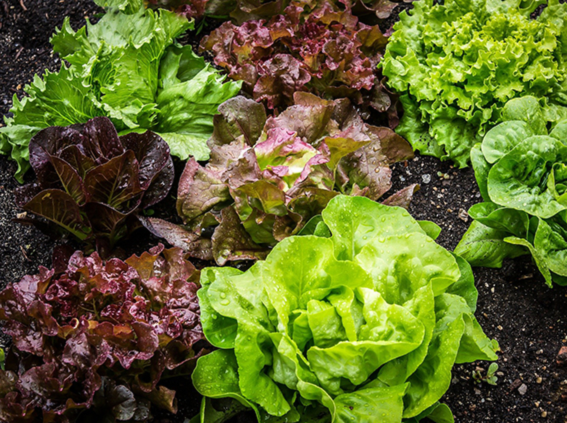 Lettuce