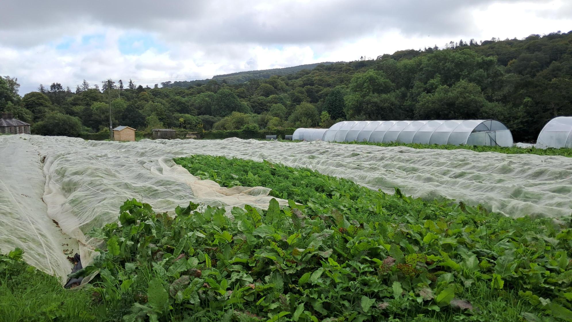 GROW HQ’S Market Garden within the walled garden at Curraghmore Estate