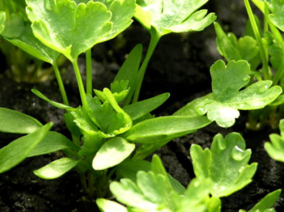 Parsley