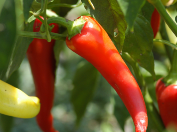 Red Peppers hanging on a plant