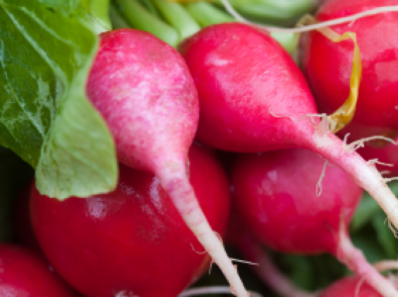 Radish