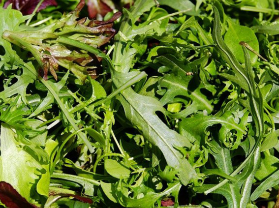 Salad Leaves - Oriental Greens