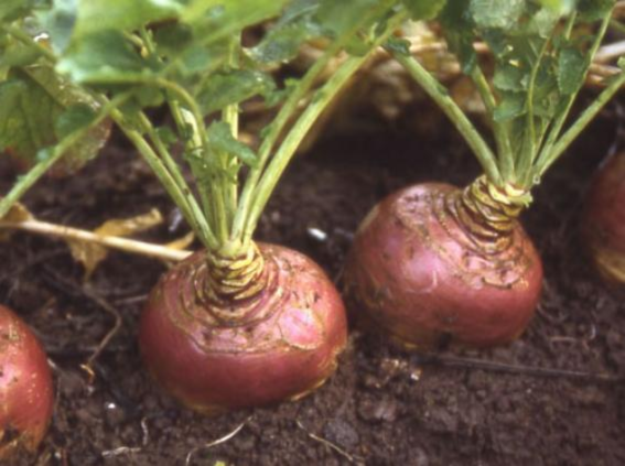 Swede & Turnip