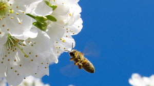 Richard's Rambling May 19th - Pollination
