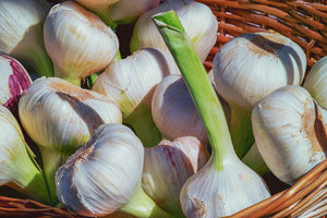 The Basics by Michael Kelly - Harvesting Garlic