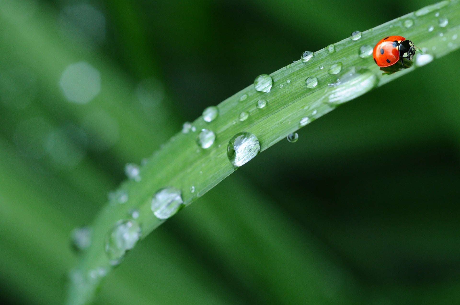 Richard's Ramblings August 3rd - The rain finally came