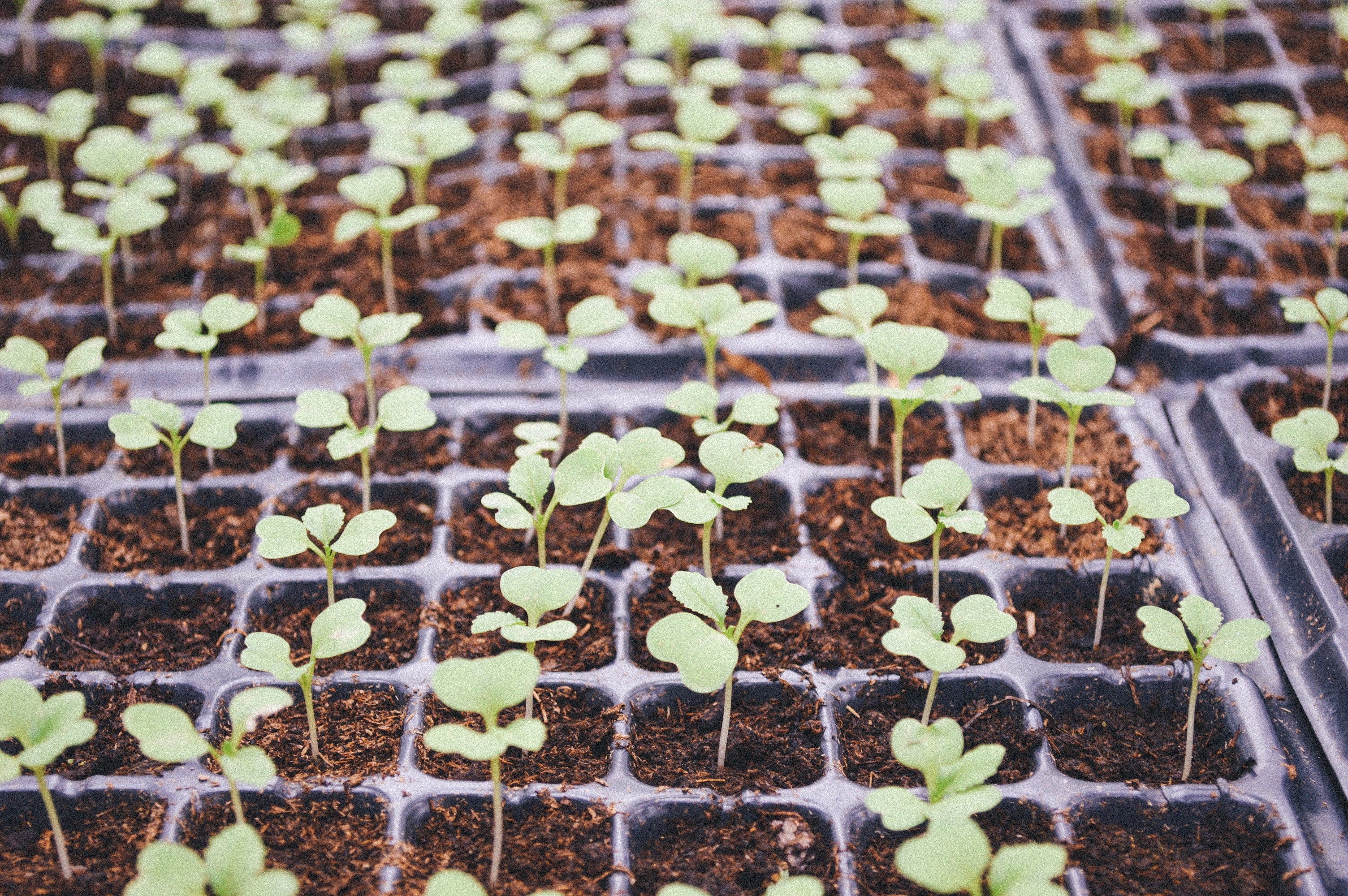 The Basics by Michael Kelly - August Sowing