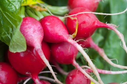 The Basics by Michael Kelly - How to grow radishes