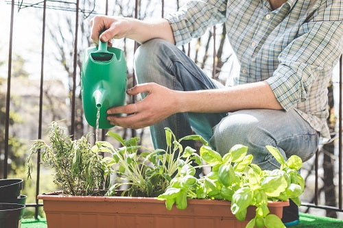 Ten things to do to start growing food. Easy ways to start growing food. Young man growing herbs in a window box