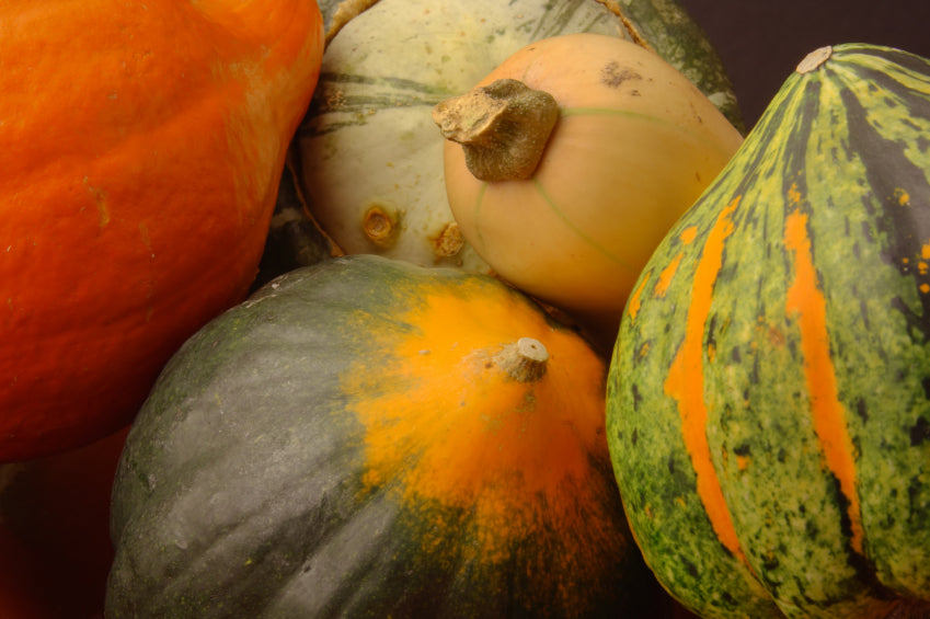 The Basics "Potting up" Courgettes, Squashes and Pumpkins