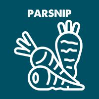 Parsnip