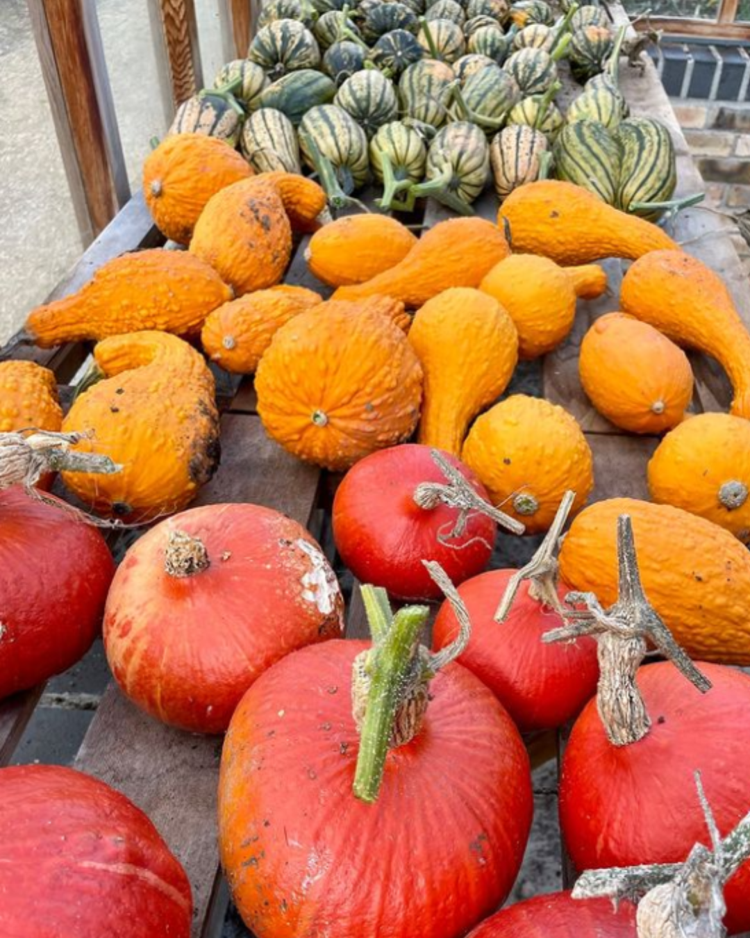 Homegrown pumpkins on a table at GIY ready for celebrate the pumpkin dinner