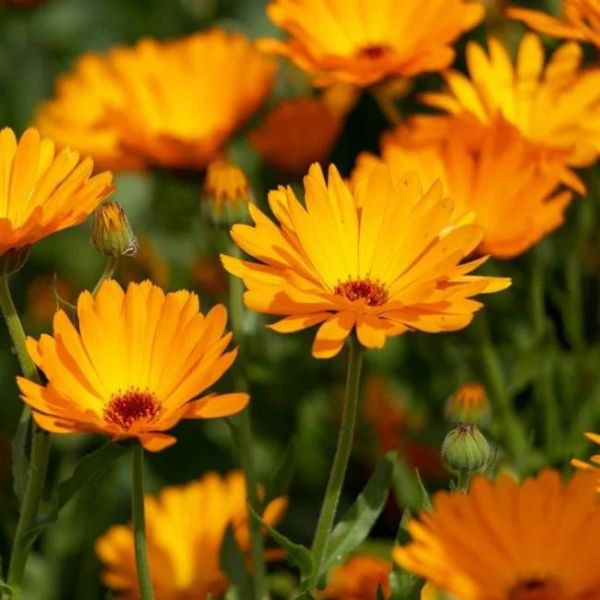 Veg calendula pot marigold seeds sow grow harvest Ireland