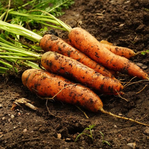 Veg carrot seeds sow grow harvest Ireland 
